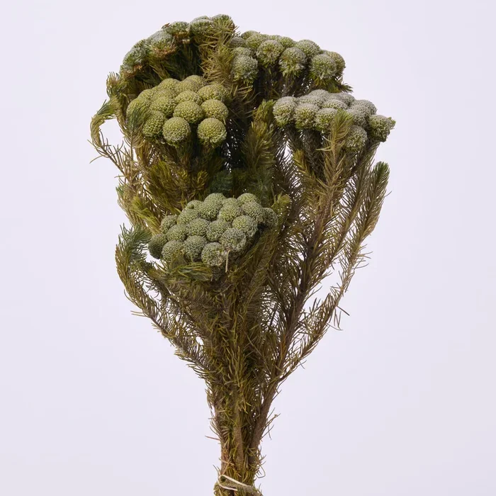 Preserved Naturally Dried Sage Green Brunia Plant Bundle Bouquet – 13″