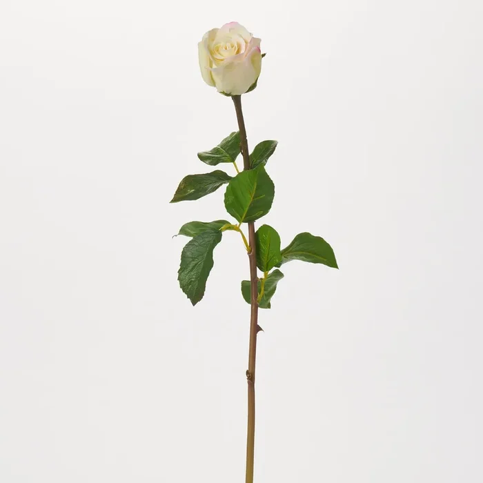 Real Touch Vanilla Cream Dutchess Rose Bloom Single Faux Floral Stem Spray – 21″